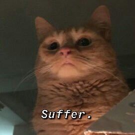 ๐ด๐๐๐๐๐ ๐ด๐๐๐๐ tweet media