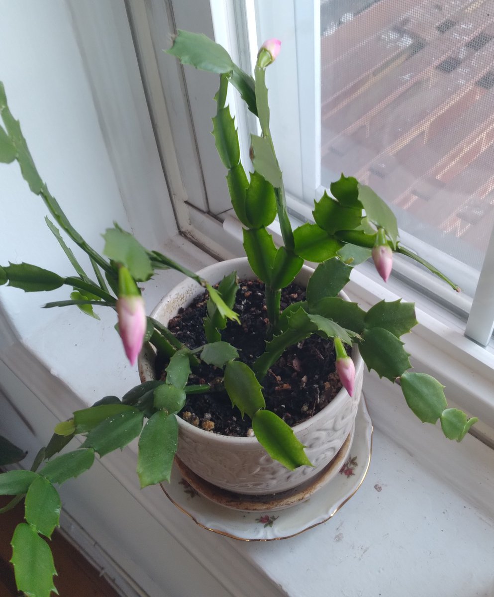 raisinghistory's tweet photo. So...this Christmas cactus had not bloomed in YEARS...photo on the left was from January...photo on the right, MARCH...YES, a 2ND bloom. Here comes Spring!

This is a simple lesson in persisting until you succeed.
 
#plants #cactuslover #flowers #blooming #spring #persistence https://t.co/gpDX4ArgqI