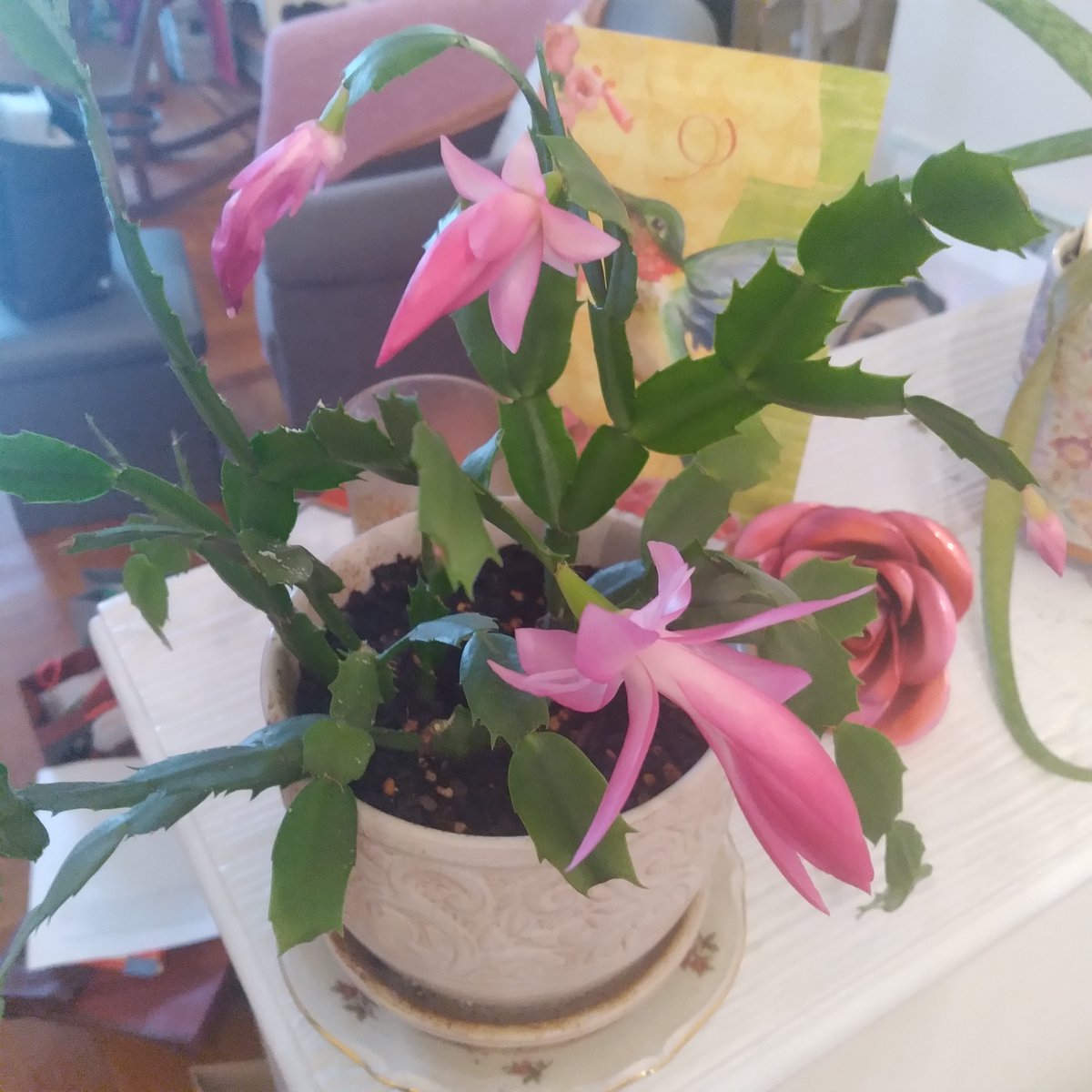 raisinghistory's tweet photo. So...this Christmas cactus had not bloomed in YEARS...photo on the left was from January...photo on the right, MARCH...YES, a 2ND bloom. Here comes Spring!

This is a simple lesson in persisting until you succeed.
 
#plants #cactuslover #flowers #blooming #spring #persistence https://t.co/gpDX4ArgqI