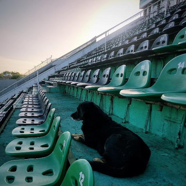 Falleció "negrita" una perra que solía dormir en las plateas de Nueva Chicago.

Q.E.P.D. 😢.