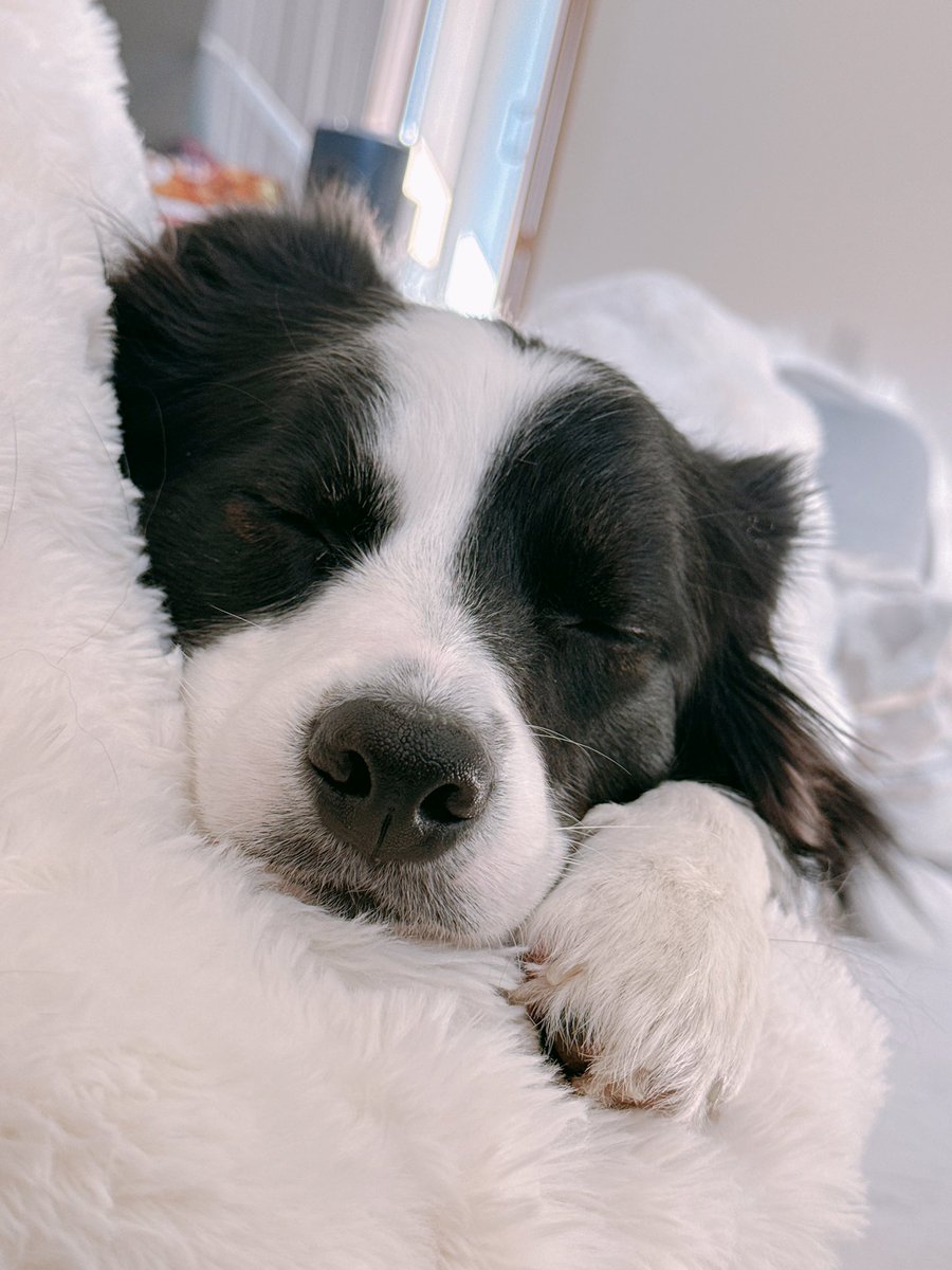 レティ🐼ボーダーコリー tweet media