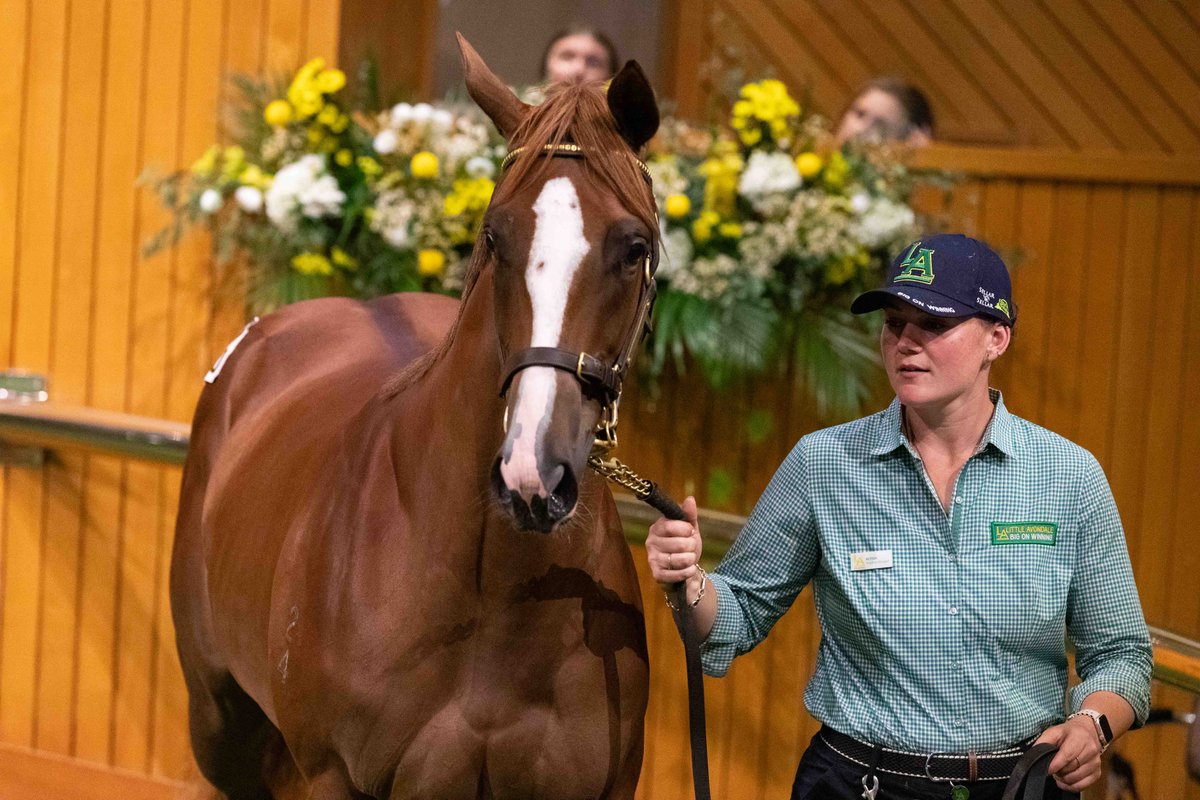 New Zealand Bloodstock tweet media