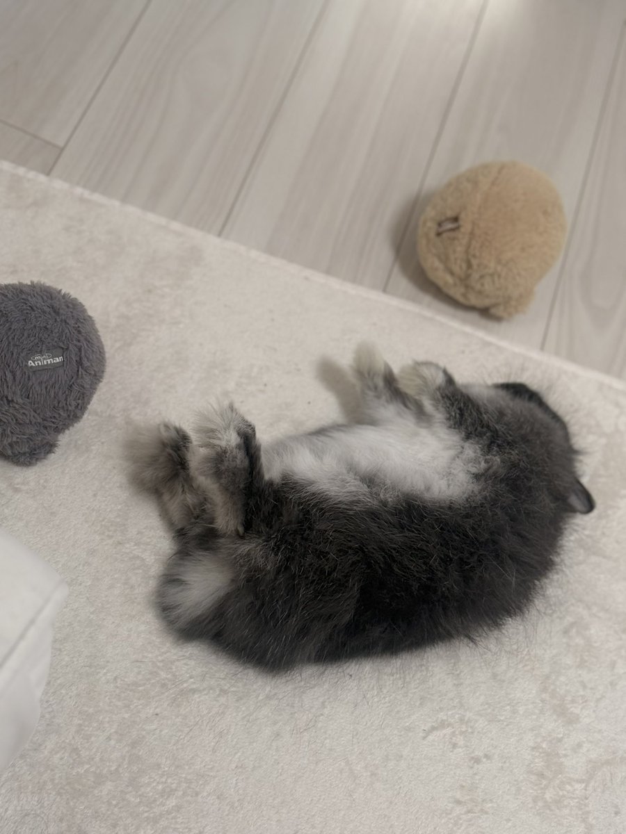 おはよう☀️🐰お仕事がんばってくるね