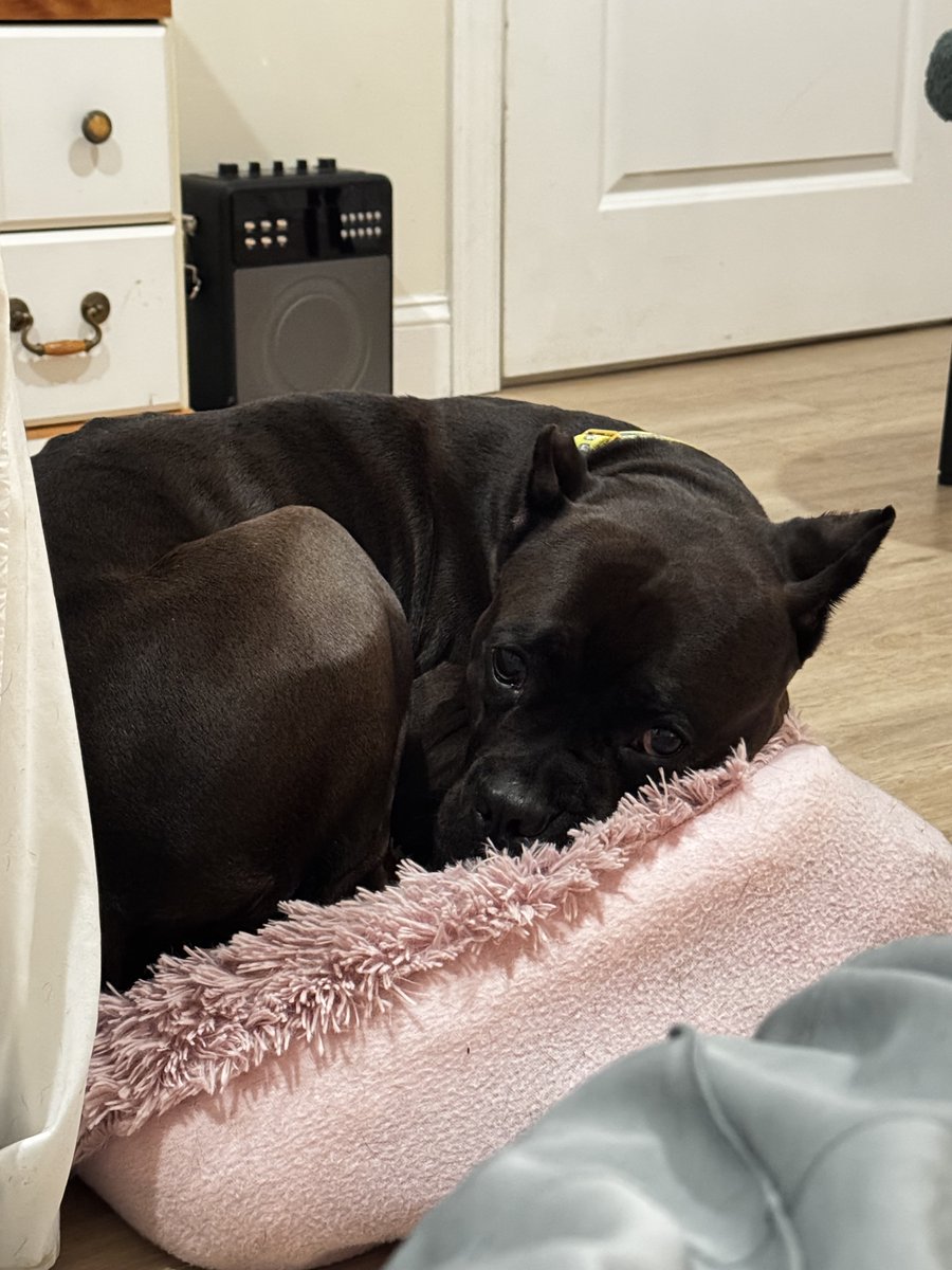 +++++URGENT++++++++

We need to find a new home STAT for Maggie May.

The landlord whom i spoke to personally before placing the dog back in January said Ok for the fosters to get a foster dog.  The fosters already had a dog.

Now the neighbors are complaining about BOTH dogs