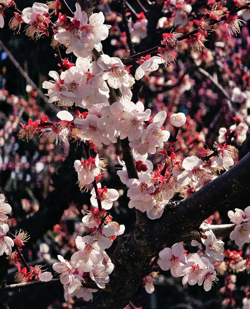 Slest🌸 tweet media