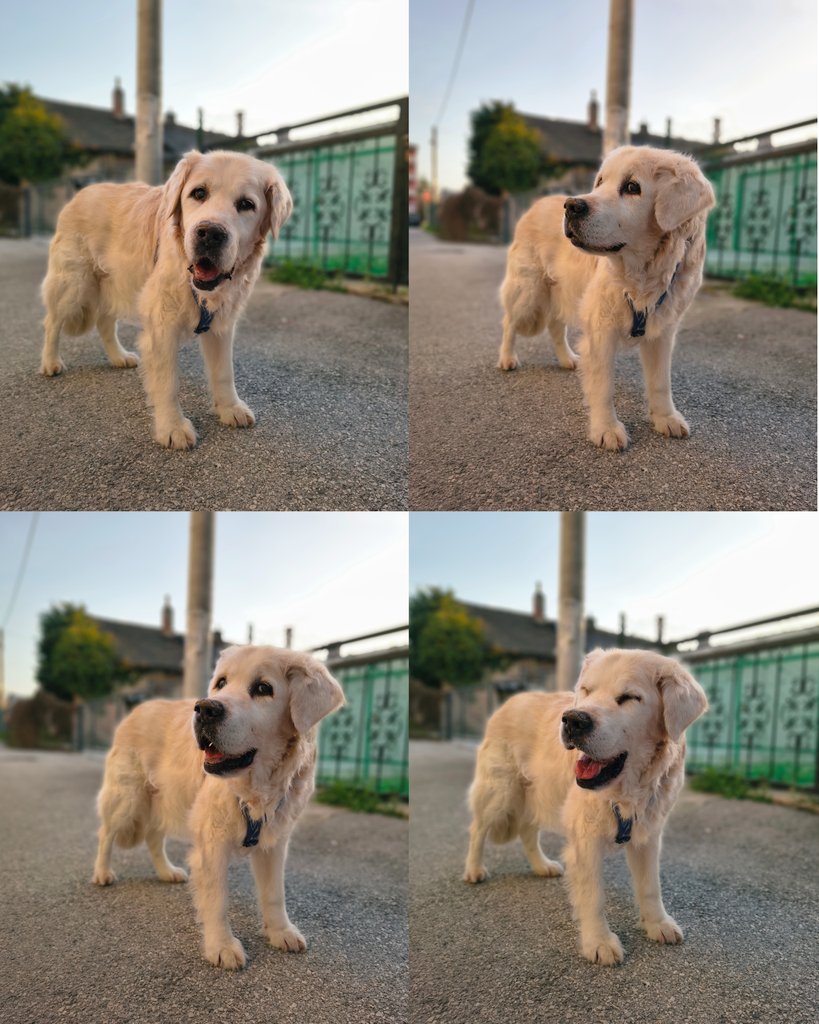 Lems the Golden 🐕 🆘 #BringScruffyHome tweet media