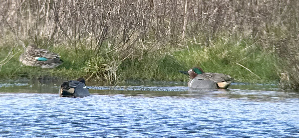 Steve Williams tweet media