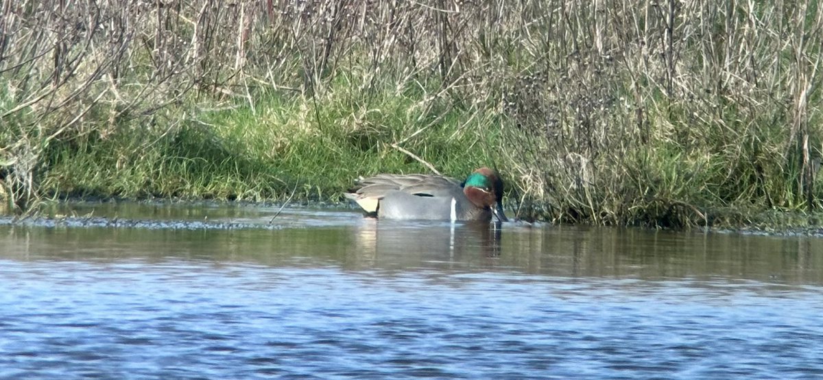 Steve Williams tweet media