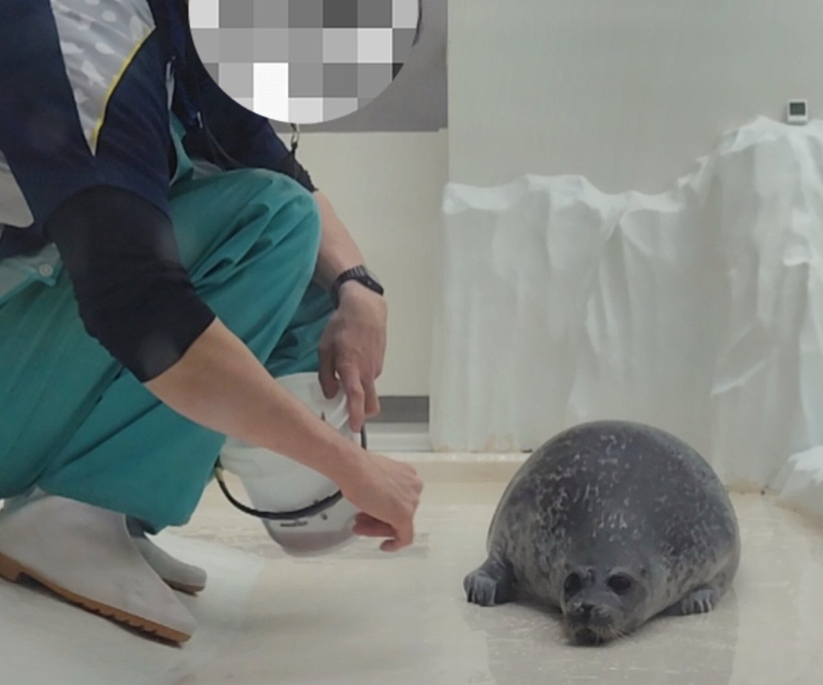 mizore415's tweet image. ちまっ

#海遊館
#ワモンアザラシ
#seal
#ringedseal