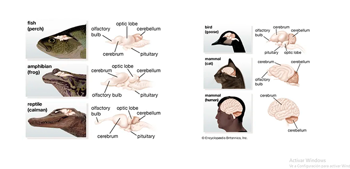 #LoLeíEnUniverso
En la Facultad de Biología UV, se realizó foro donde especialistas destacaron que la memoria y la inteligencia están presentes en diversos vertebrados, desmitificando que la complejidad cognitiva sea exclusiva del ser humano.
Nota: bit.ly/4rvc2Bp