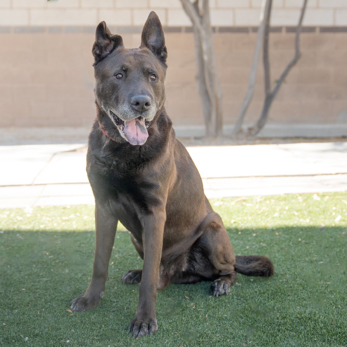 The Animal Foundation tweet media