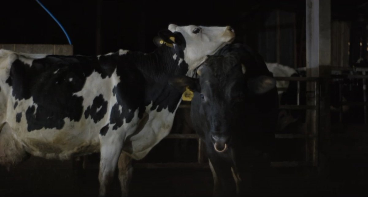 ‘Cow’ (2021) dir. Andrea Arnold