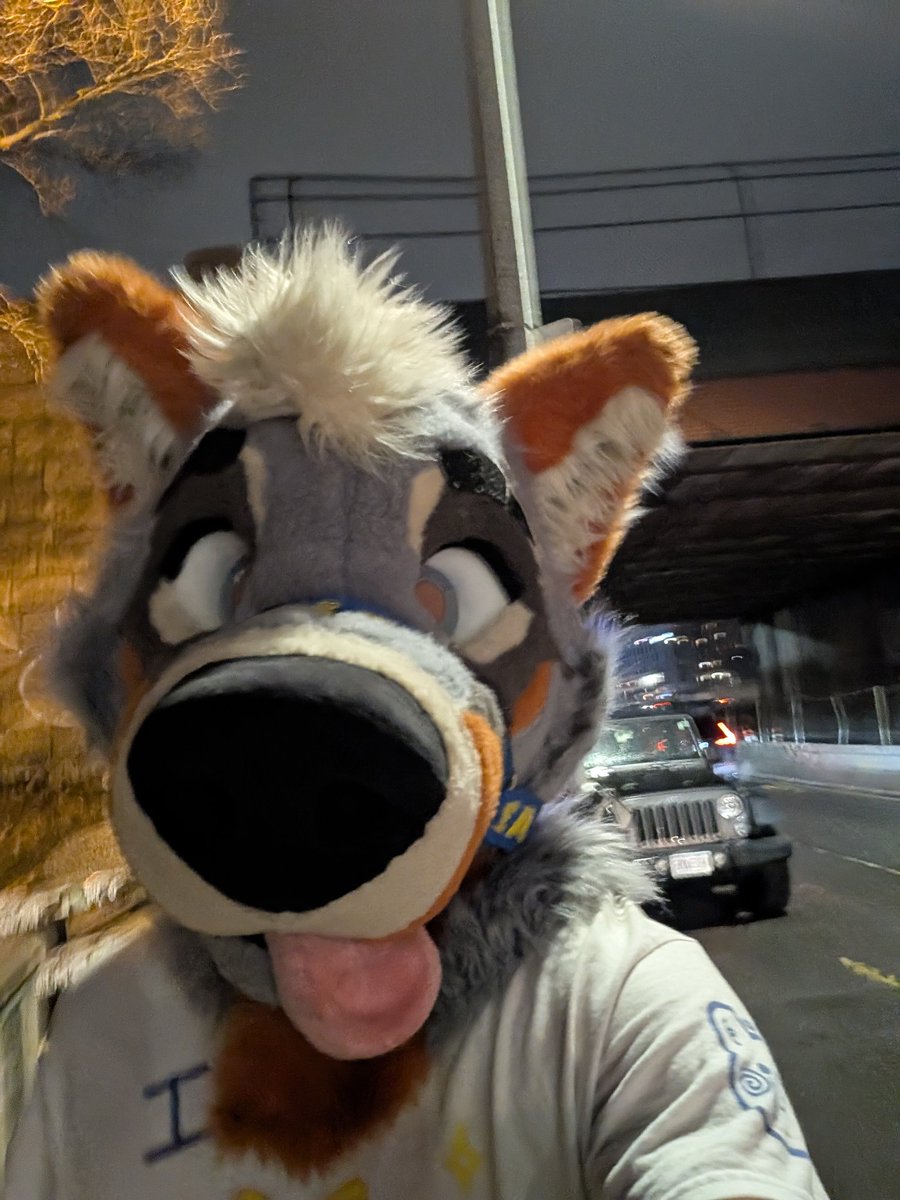 Lucky 🐾 tweet media