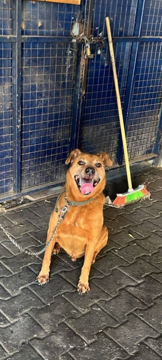 El papa de Sandro murio de un infarto. Esta ahora en la Comisaria de Av. Diaz Velez 5152
Caba. 
Transito o adopcion o termina en el Pasteur. 
1133476672 Analia