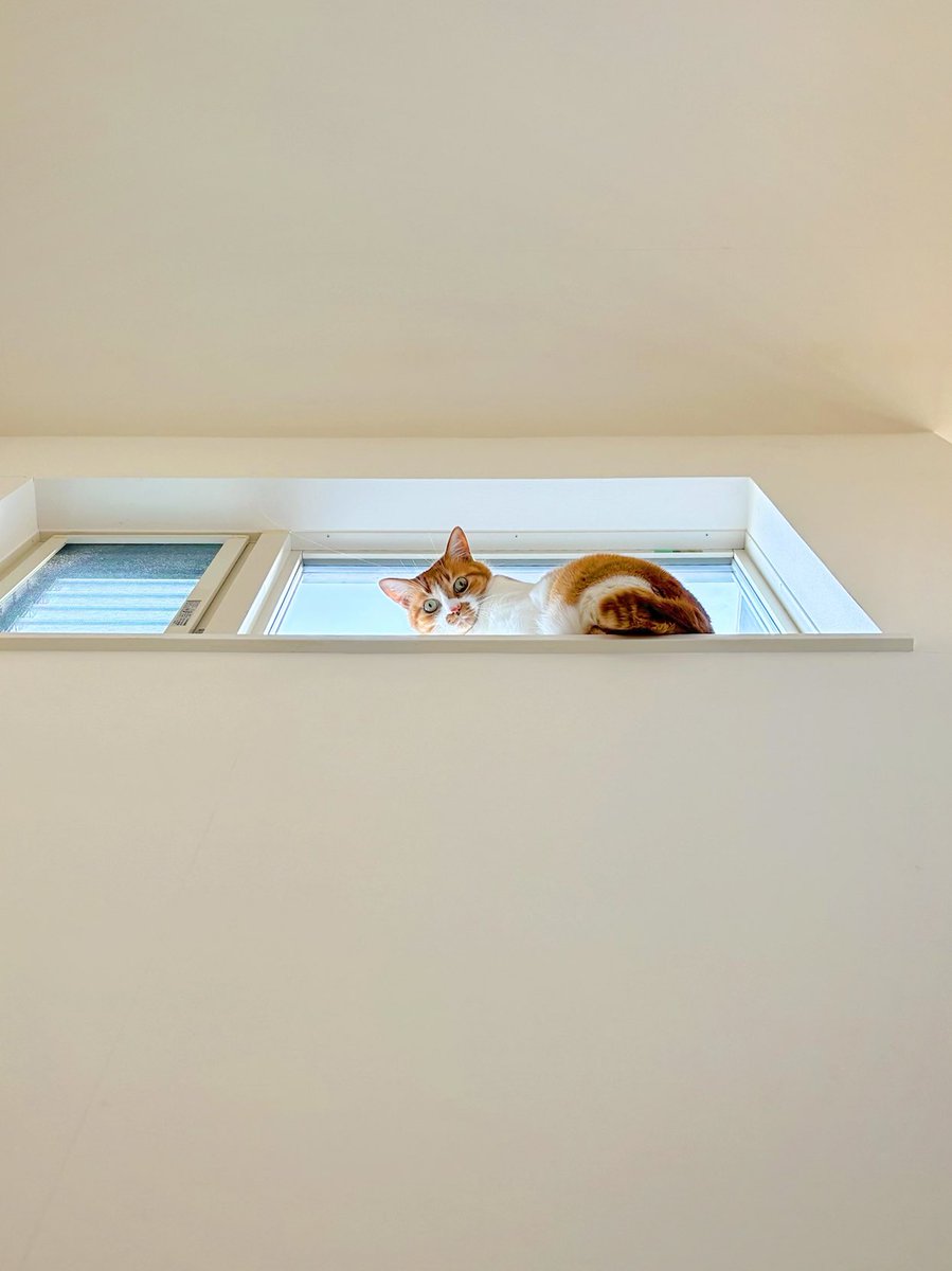 朝から🐈と全力で遊んだよ
もういいみたい😂