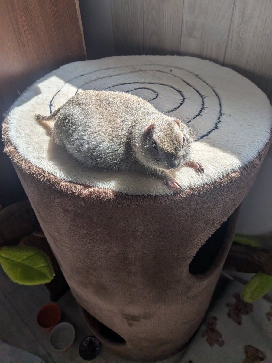 ニコルとウィリーといる日常 tweet media