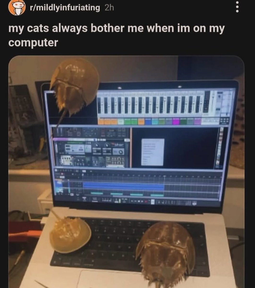 Reddit But Funny tweet media