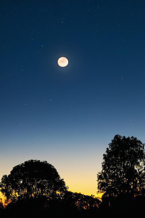 Stcio Sliver Baer. tweet media