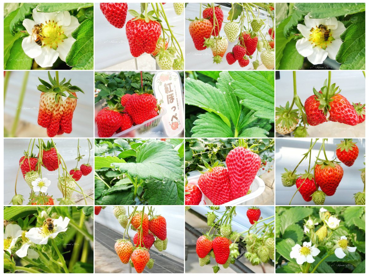 ブルーポピー✿ブルースター tweet media