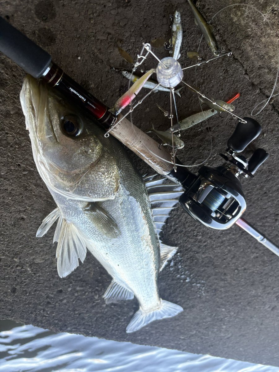 pedpedfishing's tweet photo. ハクボイル勝率100%
クリムゾン75xh取り回し最強❣️
#テイルウォーク https://t.co/klskW41AND