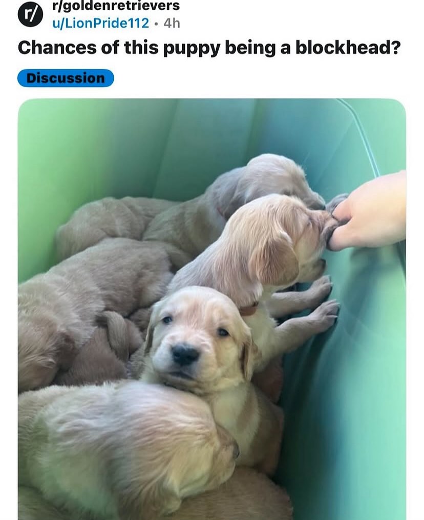 Reddit But Funny tweet media