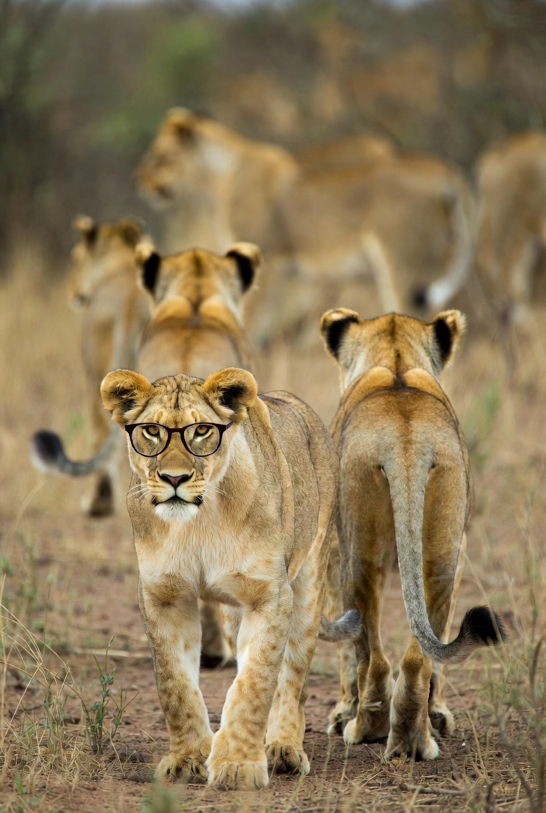 DadJokesAnimals's tweet photo. @Polymarket Honestly, I feel like AI is just an excuse. The other day, we got rid of 3 of our zebra hunters "because AI." What are they even talking about? We're lions, we don't AI. I know they just don't like Todd, Joe, and Sam. #AIreplacement https://t.co/uVEtd8hQov