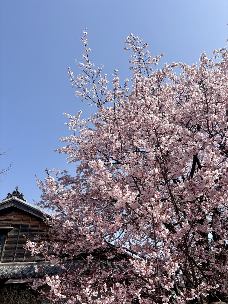 豊成春子(四国放送アナウンサー) tweet media