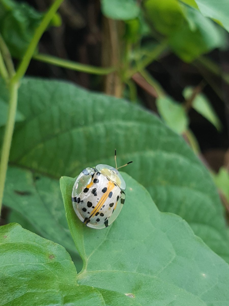 FoodddPowerrr's tweet photo. Kumbang kura-kura tutul (Aspidimorpha miliaris).  
#entomofilik https://t.co/FM2WWzUhq3