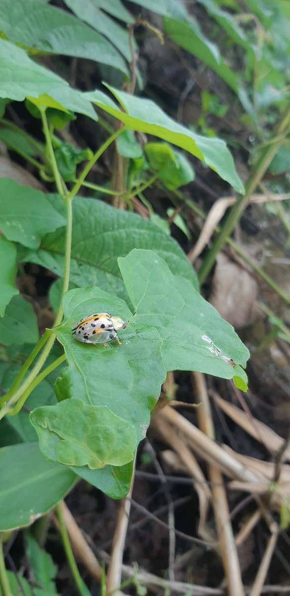 FoodddPowerrr's tweet photo. Kumbang kura-kura tutul (Aspidimorpha miliaris).  
#entomofilik https://t.co/FM2WWzUhq3