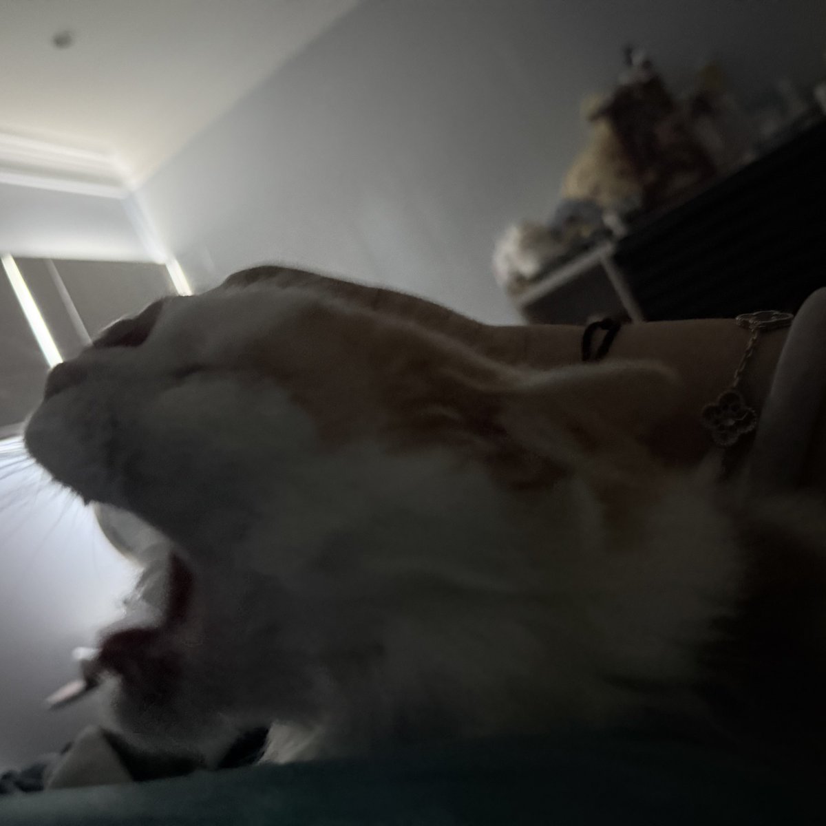 Xylocaine tweet media