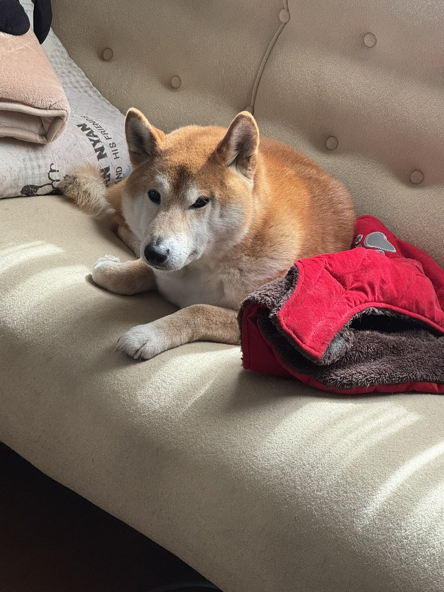 ソファーでゆったりむぎちゃんなのだ