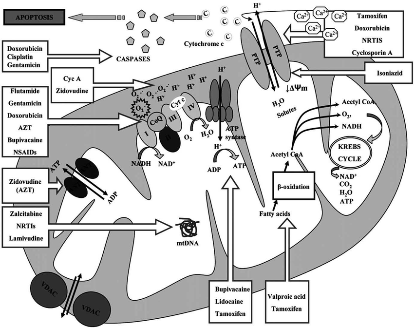 Dr Sam Soete tweet media