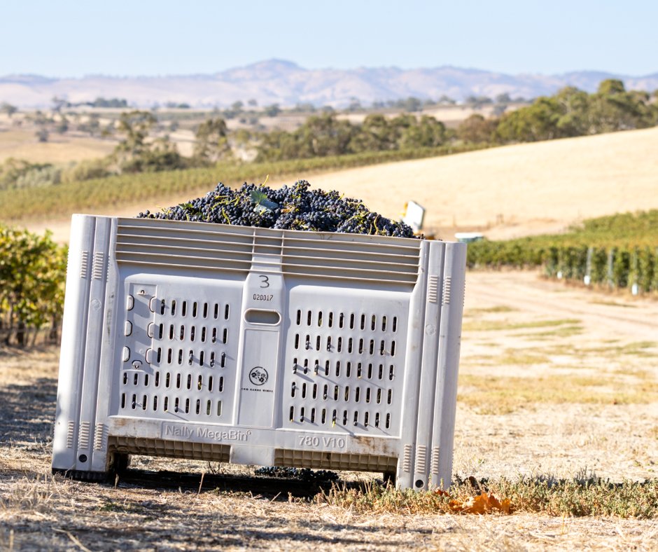 twohandswine's tweet photo. Vintage has officially begun at Two Hands. The first parcel of Barossa Shiraz has arrived at the winery this morning and with it the start of the 2026 vintage. Everything is looking great for quality this year, an exciting sign of what is to come for the 2026 wines. https://t.co/1aDTIDIvPc