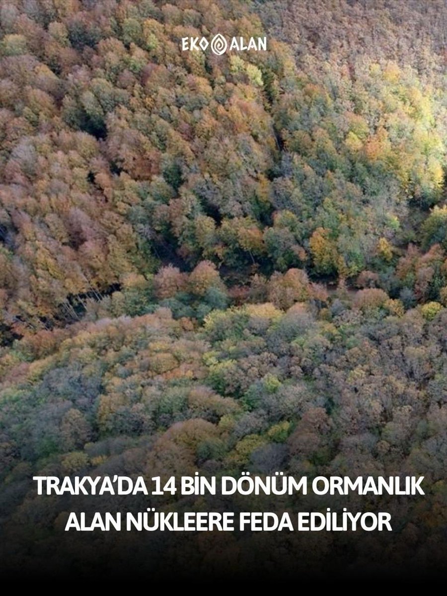 Trakya’da nükleer santral çalışmaları başladı, 14 bin dönümlük alan nükleere feda edilecek.

Kırklareli Kıyıköy-Kışlacık hattında, İğneada Longoz Ormanları Milli Parkı’nın hemen sınırında planlanan nükleer projesi için ağaç kesimleri, yol açma çalışmaları ve ölçümler başladı. Bu