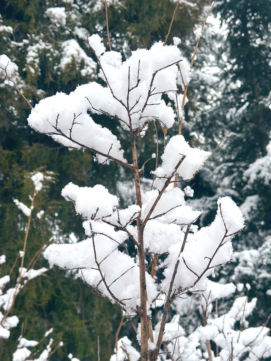 david_andrew123's tweet image. Snow on the branches = instant winter magic ✨! It’s gone in a blink, but that’s what makes this snowy scene so special—beautiful, brief, and totally unforgettable.

#EphemeralSnow #WinterVibes #SnowyMoments