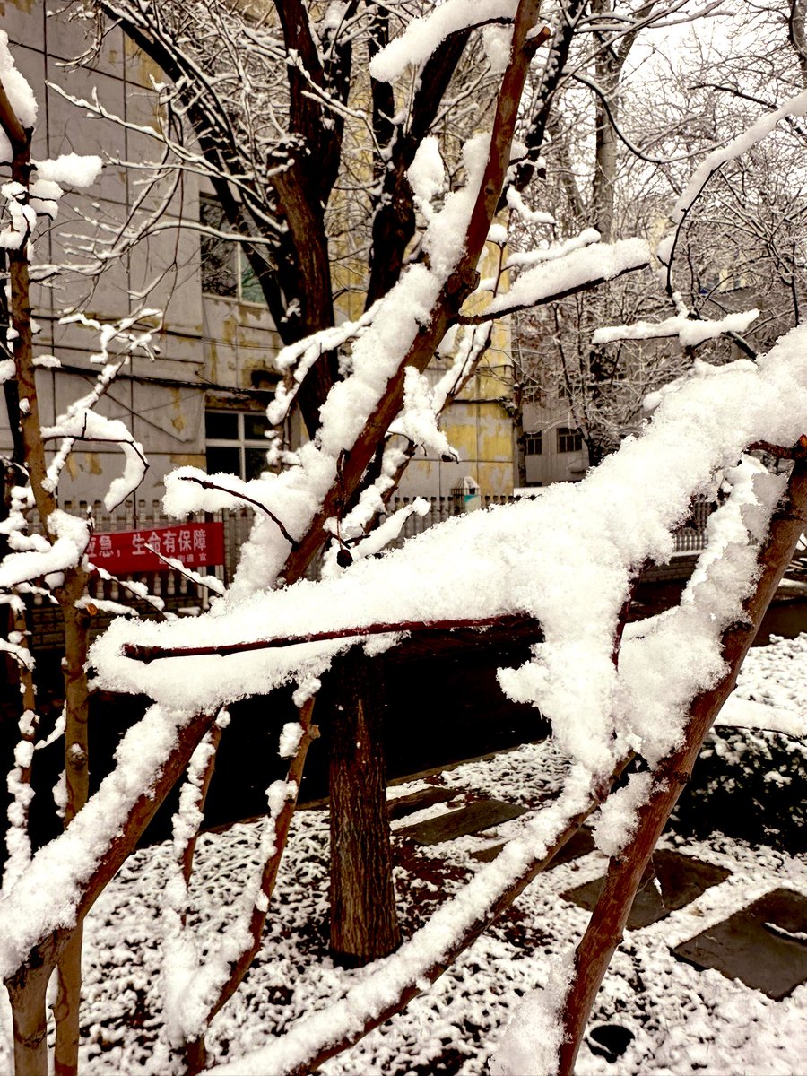 david_andrew123's tweet image. Snow on the branches = instant winter magic ✨! It’s gone in a blink, but that’s what makes this snowy scene so special—beautiful, brief, and totally unforgettable.

#EphemeralSnow #WinterVibes #SnowyMoments