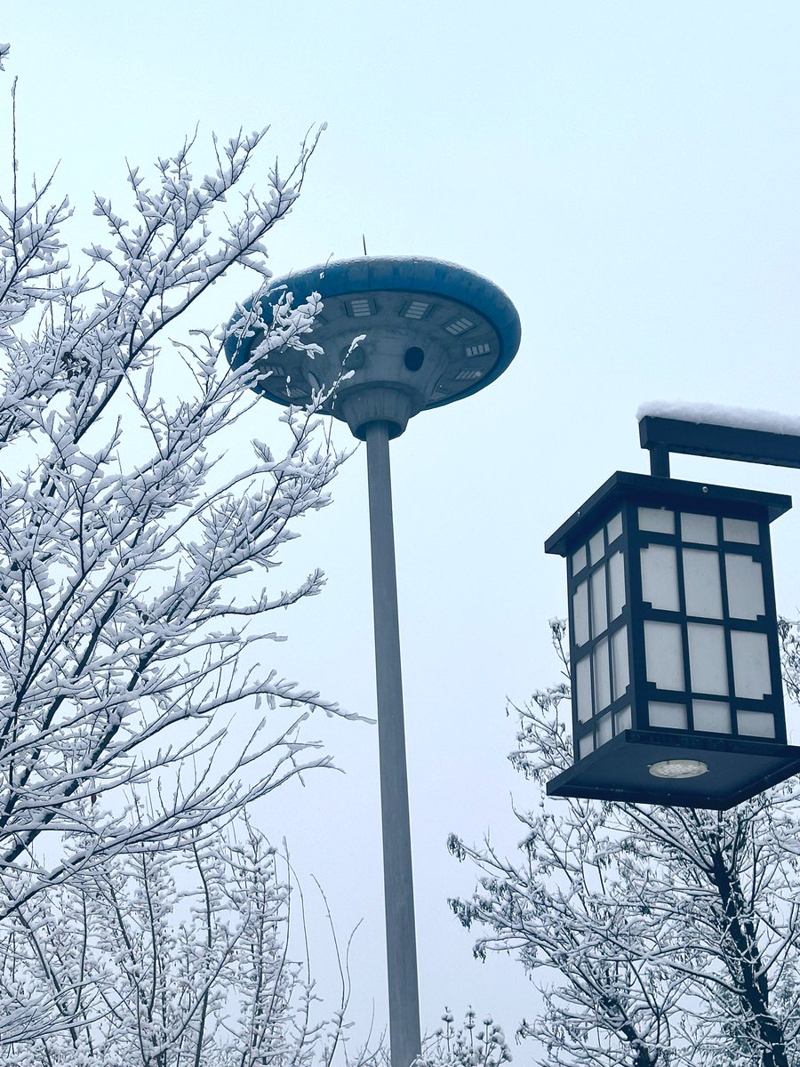 david_andrew123's tweet image. Snow on the branches = instant winter magic ✨! It’s gone in a blink, but that’s what makes this snowy scene so special—beautiful, brief, and totally unforgettable.

#EphemeralSnow #WinterVibes #SnowyMoments