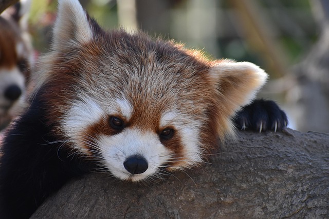 Debbie Murray tweet media