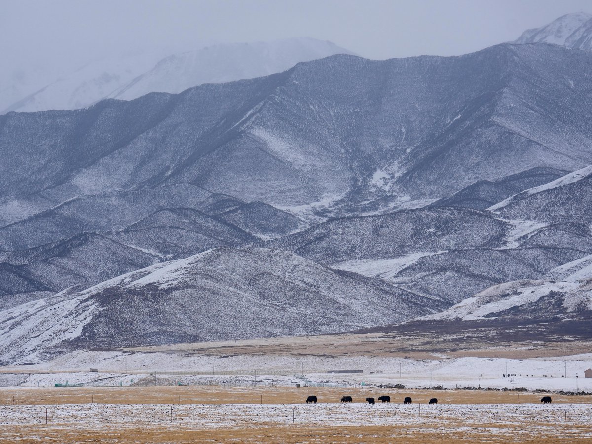 China_says's tweet photo. The vast grasslands of Wulanmaodu Pasture in north China’s Inner Mongolia Autonomous Region showcase sweeping landscapes, grazing livestock, and traditional pastoral life. The area reflects the natural scenery and ecological vitality of one of China’s major grassland regions. https://t.co/ykTeJTwgGc