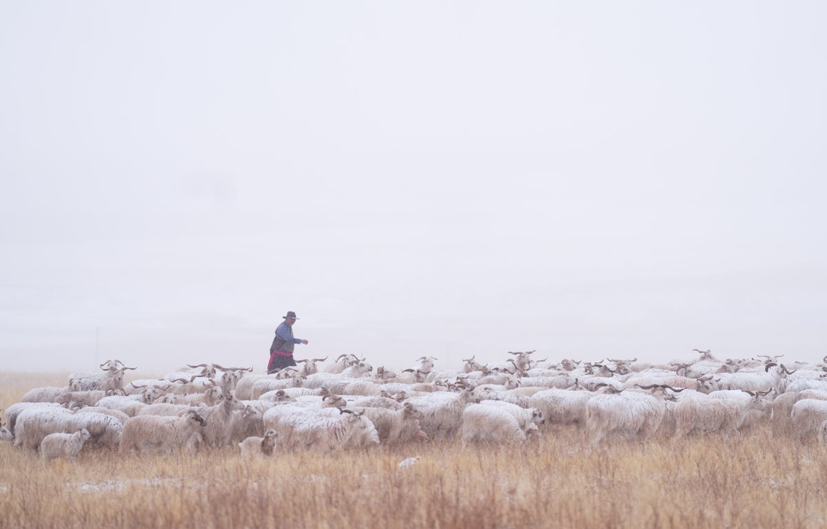 China_says's tweet photo. The vast grasslands of Wulanmaodu Pasture in north China’s Inner Mongolia Autonomous Region showcase sweeping landscapes, grazing livestock, and traditional pastoral life. The area reflects the natural scenery and ecological vitality of one of China’s major grassland regions. https://t.co/ykTeJTwgGc