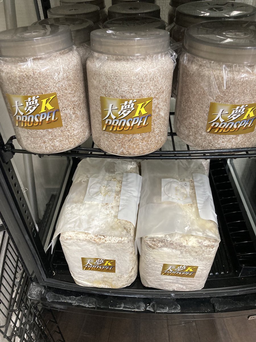 入荷情報@インセクトファミリー tweet media