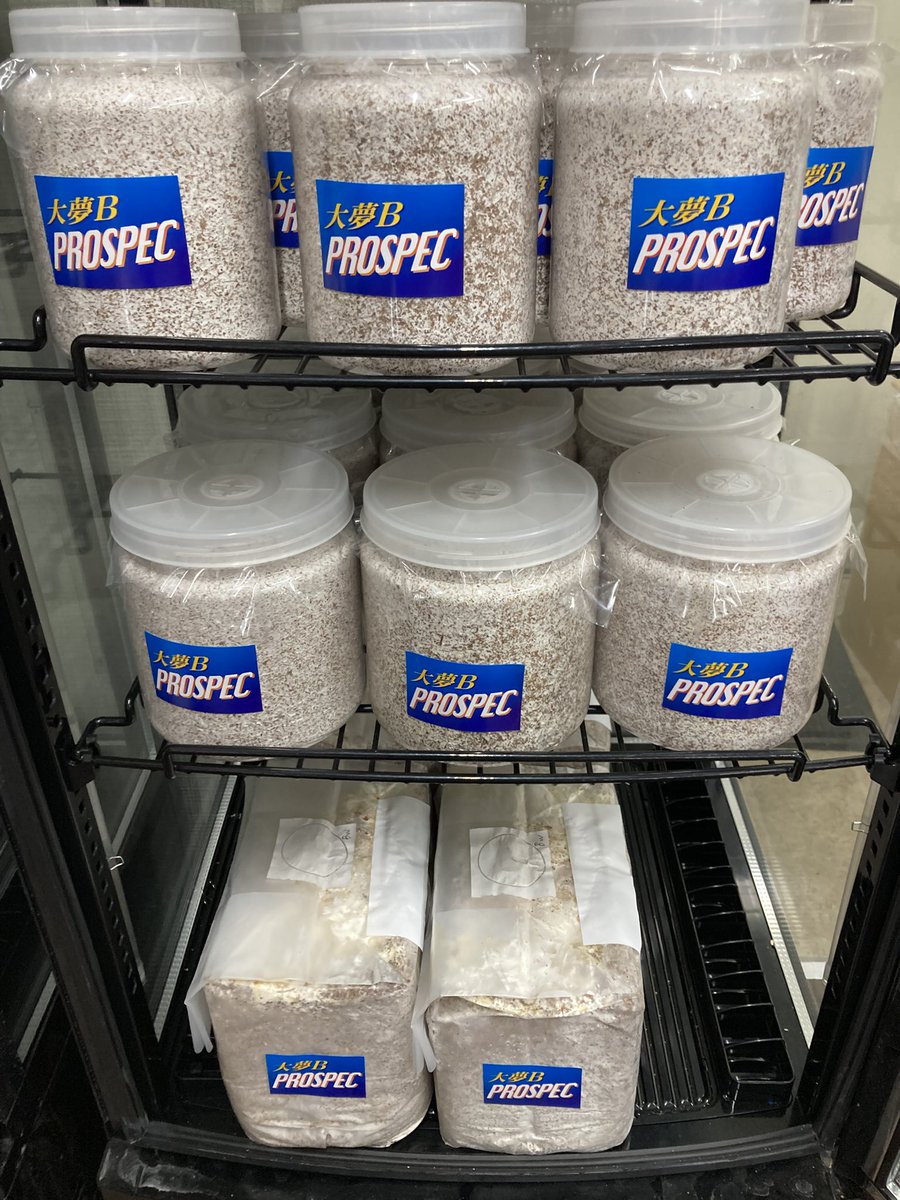 入荷情報@インセクトファミリー tweet media