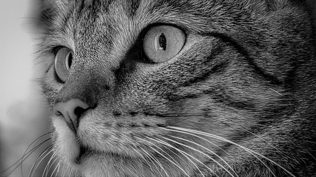 Harel Avilla tweet media