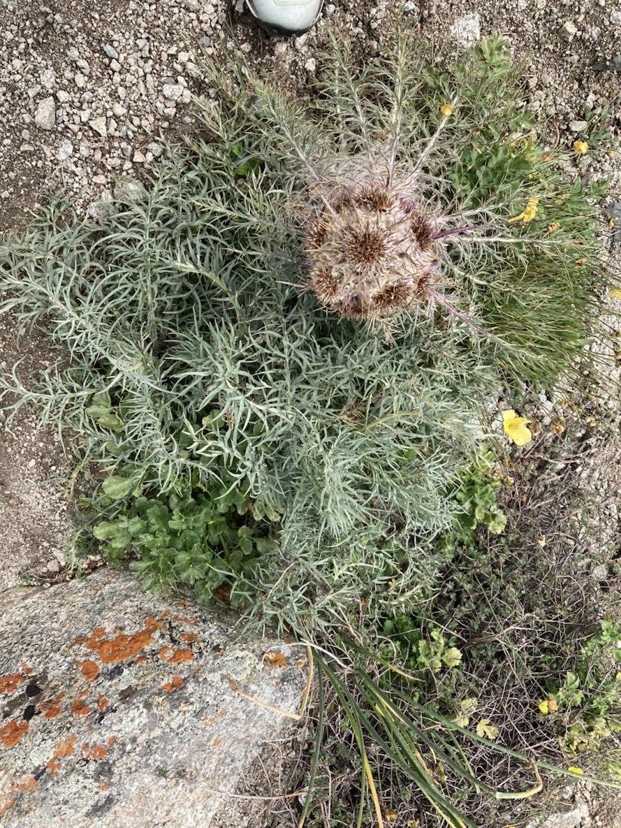 Maksim Subota tweet media