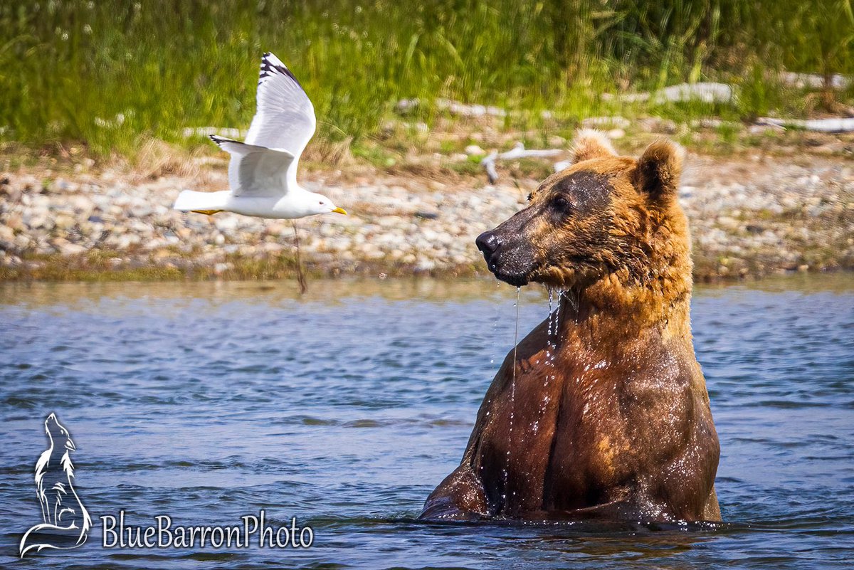 Patrick Barron 🐻〽️ tweet media