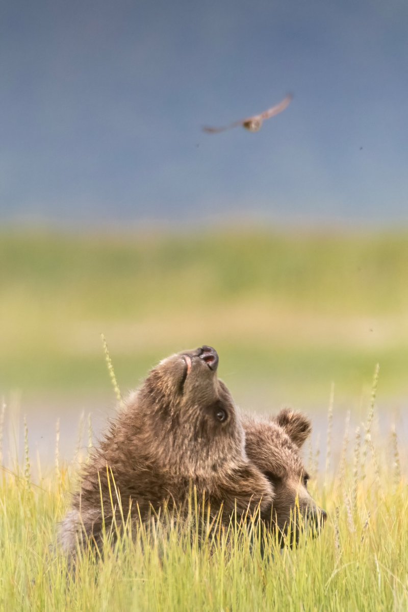 Patrick Barron 🐻〽️ tweet media