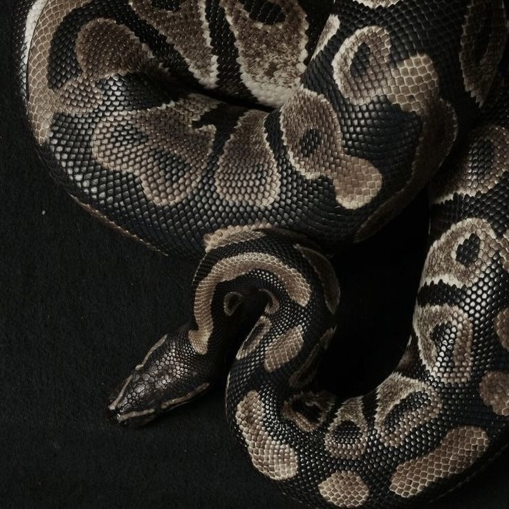 𓃦 ᵎᵎ tweet media