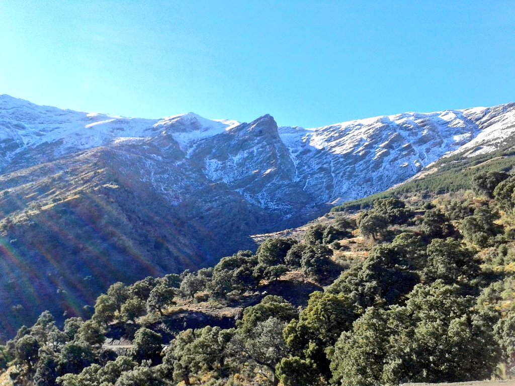 Bardo_Molineta's tweet photo. El Encinar de Abrucena es uno de los bosques de encinas centenarias más singulares de Europa debido a su gran altitud, entre los 1.400 y 1.800msnm. en la cara norte de la vertiente almeriense de Sierra Nevada. Ronda las 300has y es un resto de los bosques nativos de Sierra Nevada https://t.co/n6kQKQOafM