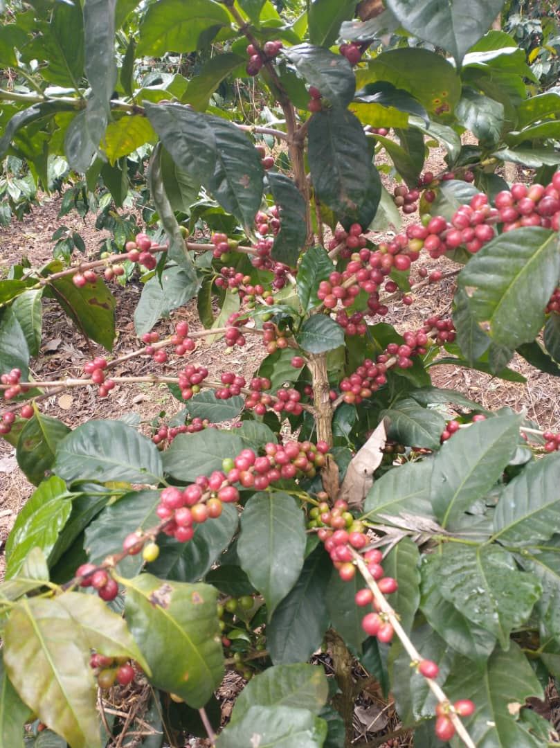 Admire Chamisa tweet media