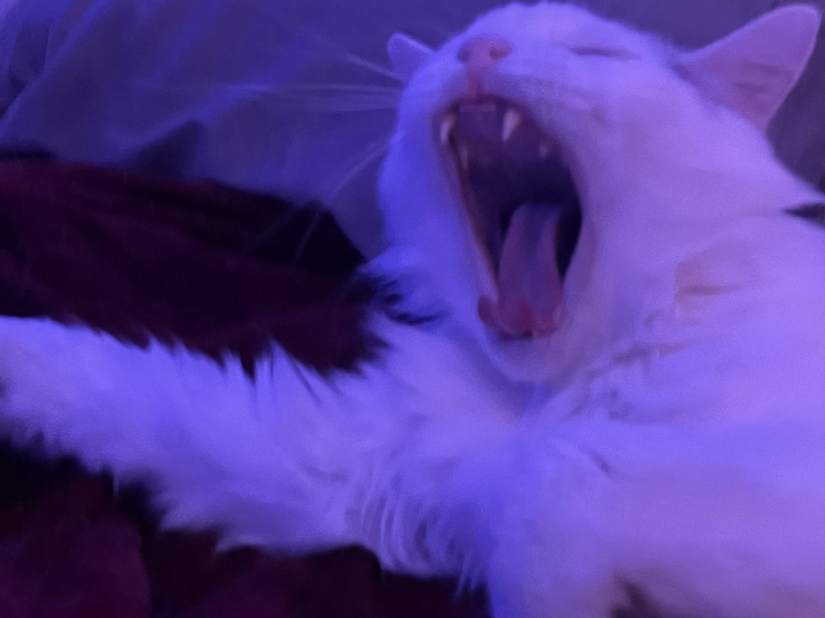 A Cat Named Bitches tweet media